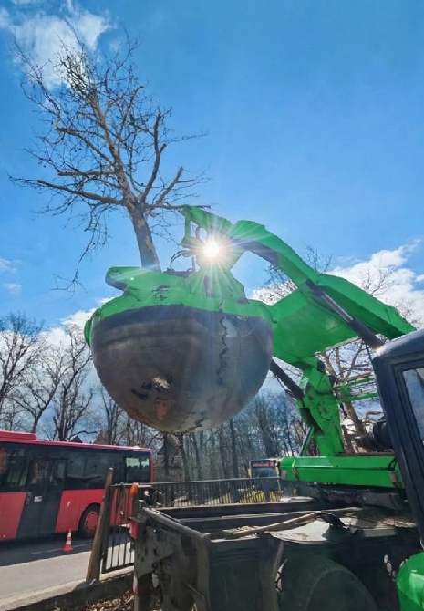 Transplantation image 2